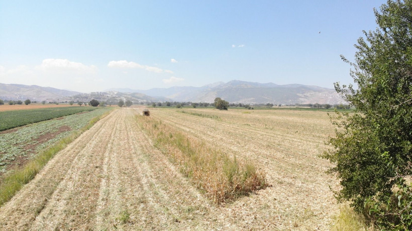 Tarlada kilosu 14 TL'den satılıyor: Çiftçinin hasat mesaisi başladı - Resim: 4