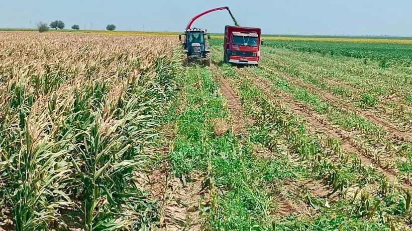 Tarlada kilosu 14 TL'den satılıyor: Çiftçinin hasat mesaisi başladı - Resim: 10