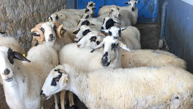 Hayvancılıkta destek tablosu değişti: Hangi üretici ne kadar alacak? - Resim: 7