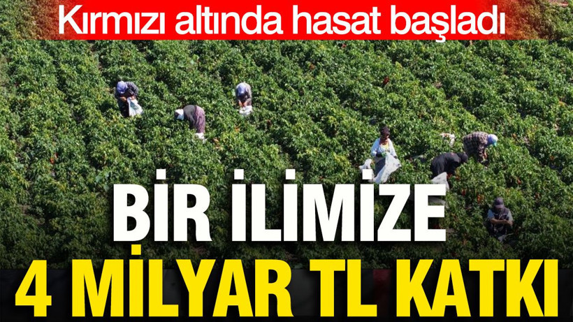 Kırmızı altında hasat başladı: Bir ilimize 4 milyar TL katkı - Resim: 1