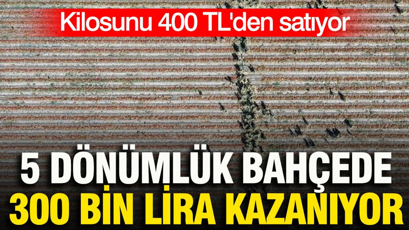 Kilosunu 400 TL'den satıyor: 5 dönümlük bahçede 300 bin lira kazanıyor - Resim: 1