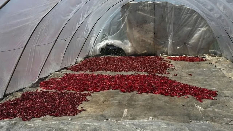Kilosunu 400 TL’den peynir ekmek gibi satıyor: 300 bin TL kazanç sağlıyor - Resim: 6