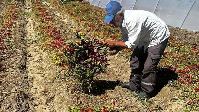 Kilosunu 400 TL’den peynir ekmek gibi satıyor: 300 bin TL kazanç sağlıyor - Resim: 3