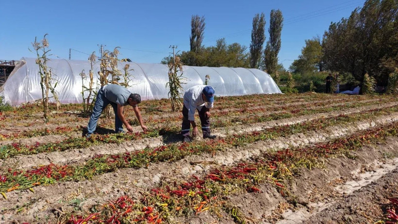 Kilosunu 400 TL’den peynir ekmek gibi satıyor: 300 bin TL kazanç sağlıyor - Resim: 2