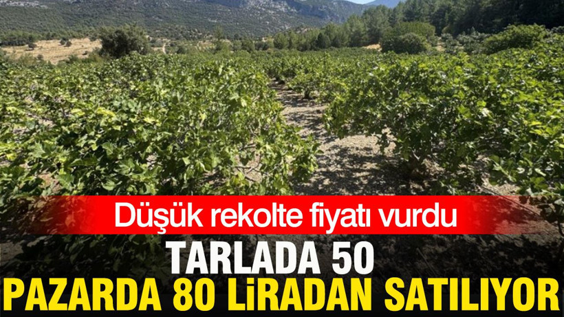 Tarlada 50 lira pazarda 80 liradan satılıyor: Düşük rekolte fiyatı vurdu - Resim: 1