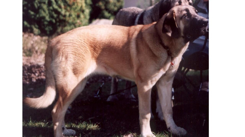 Bu köpekleri besleyenlere yılda 607 bin TL: Her köpek için ayrı ödeme yapılacak - Resim: 6