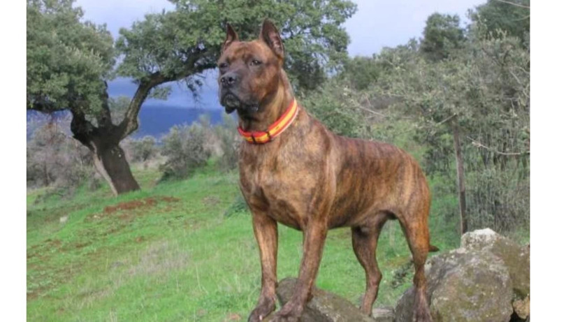 Bu köpekleri besleyenlere yılda 607 bin TL: Her köpek için ayrı ödeme yapılacak - Resim: 5