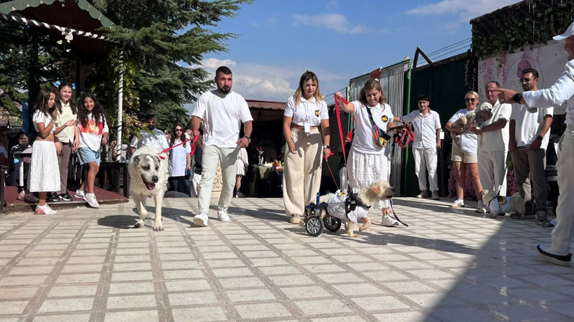 Süslenip podyuma çıktılar: Patili dostlar yeni yuvalarına kavuştular - Resim: 5