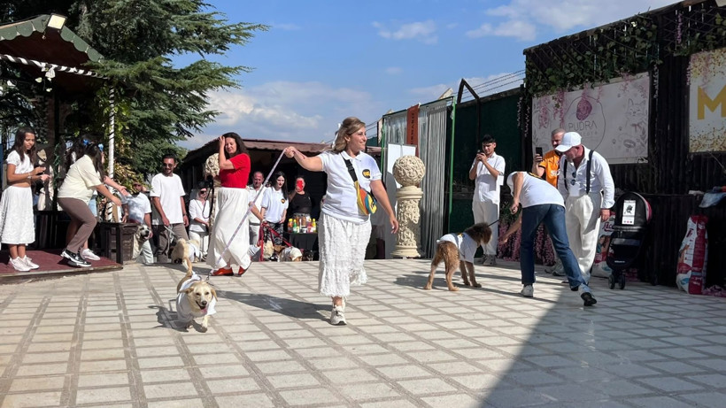 Süslenip podyuma çıktılar: Patili dostlar yeni yuvalarına kavuştular - Resim: 7