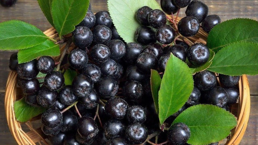 Fındığa alternatif oldu: Bir kez dikiliyor, 30 yıla kadar ürün veriyor - Resim: 3