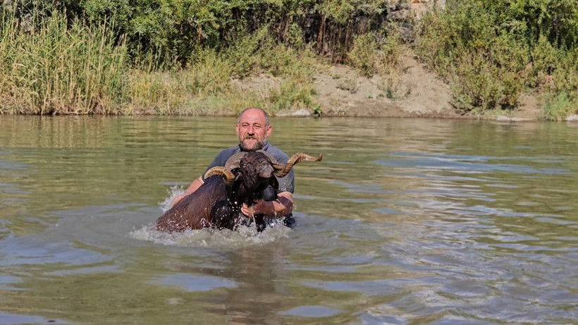 Muş'ta nehirde koyunları tek tek yıkadı - Resim: 1