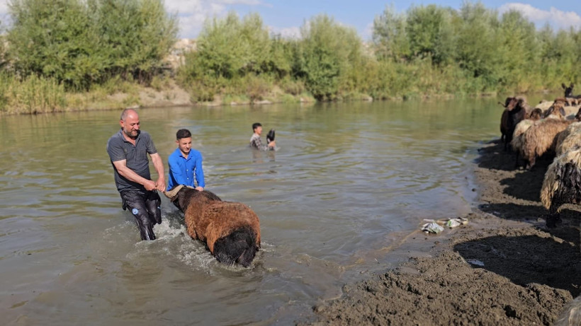 Muş'ta nehirde koyunları tek tek yıkadı - Resim: 4