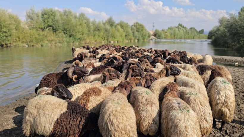 Muş'ta nehirde koyunları tek tek yıkadı - Resim: 7