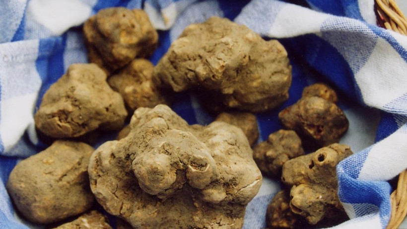 Altından pahalı: Fiyatını duyan sokak sokak arıyor - Resim: 3