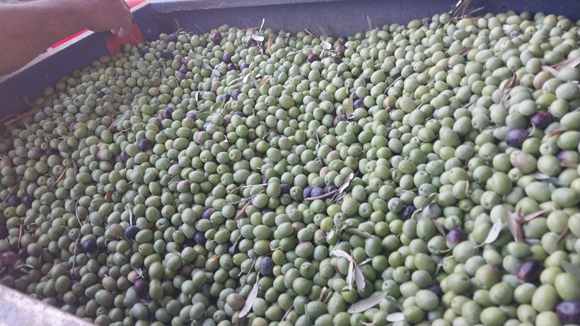 Üreticinin umudu bir başka bahara kaldı: Bahçede 10 lira - Resim: 2