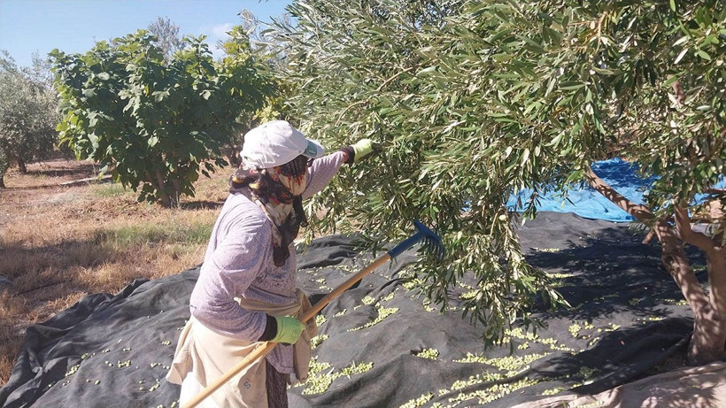 Üreticinin umudu bir başka bahara kaldı: Bahçede 10 lira - Resim: 3