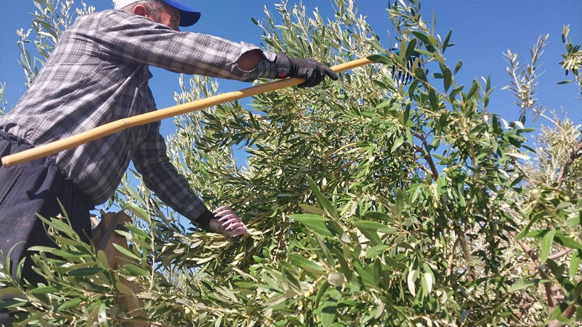 Üreticinin umudu bir başka bahara kaldı: Bahçede 10 lira - Resim: 4