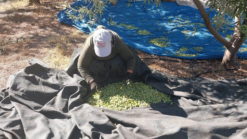 Üreticinin umudu bir başka bahara kaldı: Bahçede 10 lira - Resim: 5