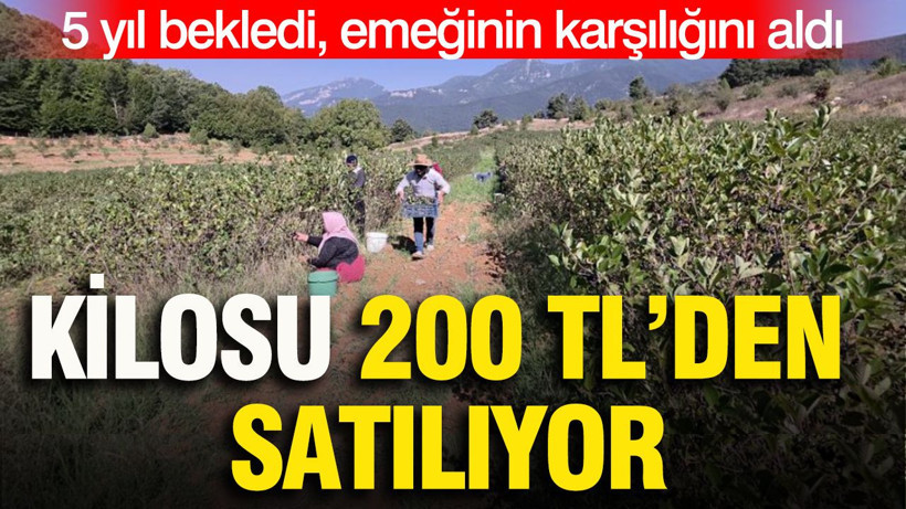 Kilosu 200 TL’den satılıyor: 5 yıl bekledi, emeğinin karşılığını aldı - Resim: 1