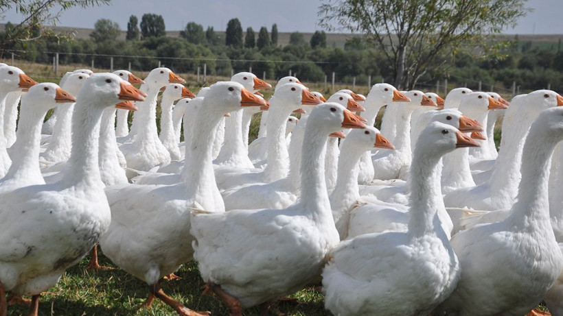 Kars kazında kritik besi dönemi başladı - Resim: 1