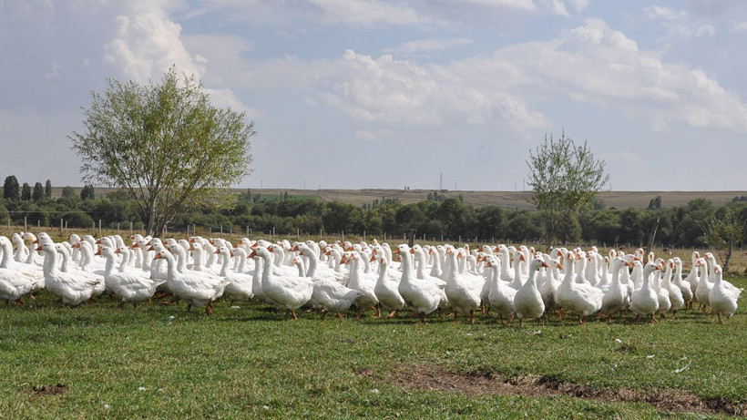 Kars kazında kritik besi dönemi başladı - Resim: 8