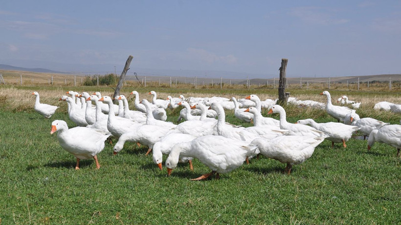 Kars kazında kritik besi dönemi başladı - Resim: 7