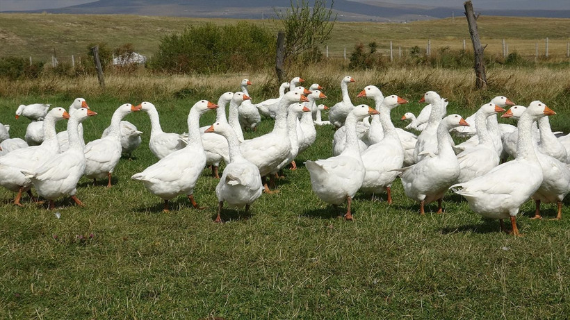 Kars kazında kritik besi dönemi başladı - Resim: 5