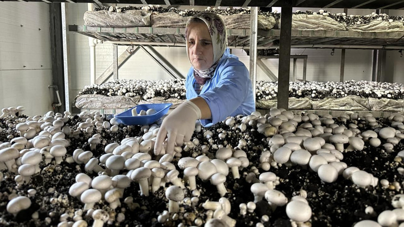Ayda en az 100 bin lira kazandırıyor: Maaşlı işini bırakan bu işe yöneliyor - Resim: 3