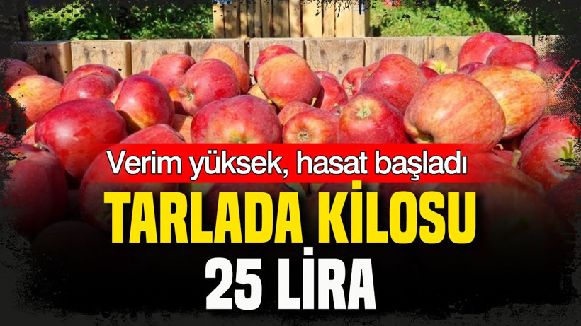 Verim yüksek, hasat başladı: Tarlada kilosu 25 lira - Resim: 16