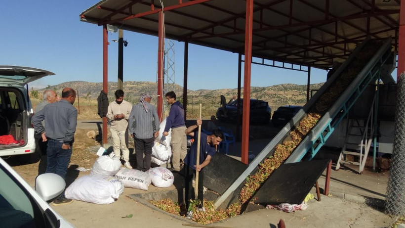 Dalından toplayan kazanıyor: Kilosu 800 liraya kadar çıktı - Resim: 6