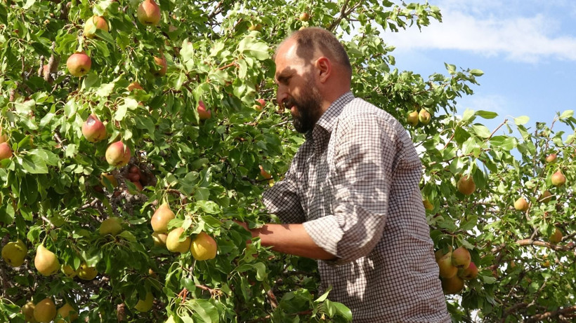 Kilosu 50 TL'den kasa kasa satılıyor: Taleplere yetişemiyorlar - Resim: 3