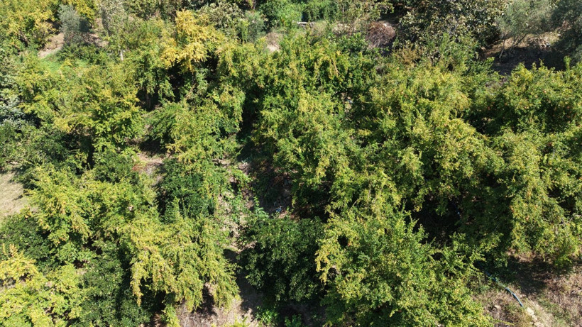Kilosu 70 TL'den leblebi gibi satıyor: "Bu lezzet bulunmaz" - Resim: 3