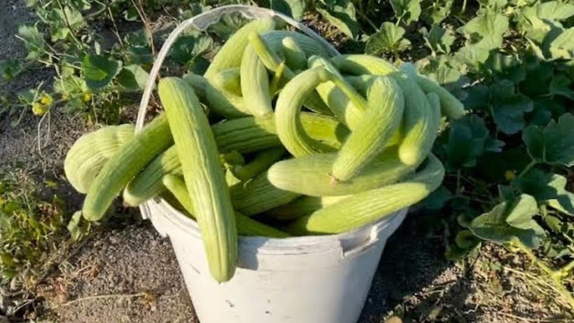 Kış sofralarının vazgeçilmezi: Kilosu 30 TL'den adeta yok satıyor - Resim: 3