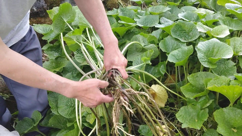 Kilosu 5 bin dolara leblebi gibi satıyor: Bu hasadı yapan paraya para demiyor - Resim: 6