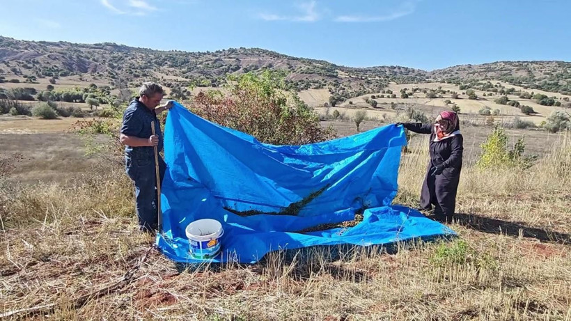 Dikenine katlanan kazanıyor: Dağlardan toplayıp kilosunu 150 liraya satıyorlar - Resim: 6