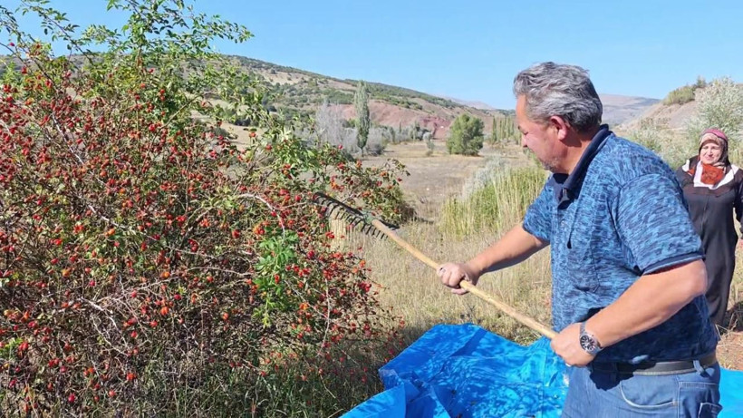 Dikenine katlanan kazanıyor: Dağlardan toplayıp kilosunu 150 liraya satıyorlar - Resim: 7