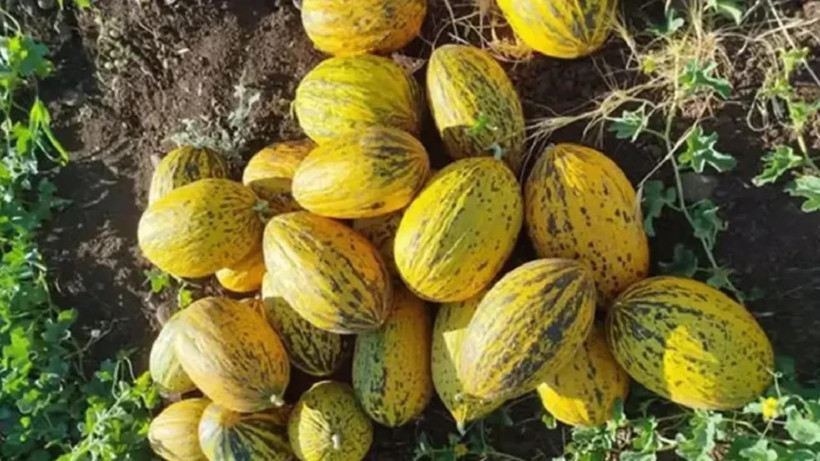 Baklava diye anılıyor ama kilosu 5 lira: Üreticisi dertli - Resim: 3