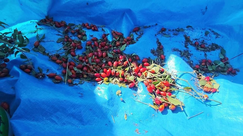 Dikenine katlanan kazanıyor: Dağlardan toplayıp kilosunu 150 liraya satıyorlar - Resim: 8