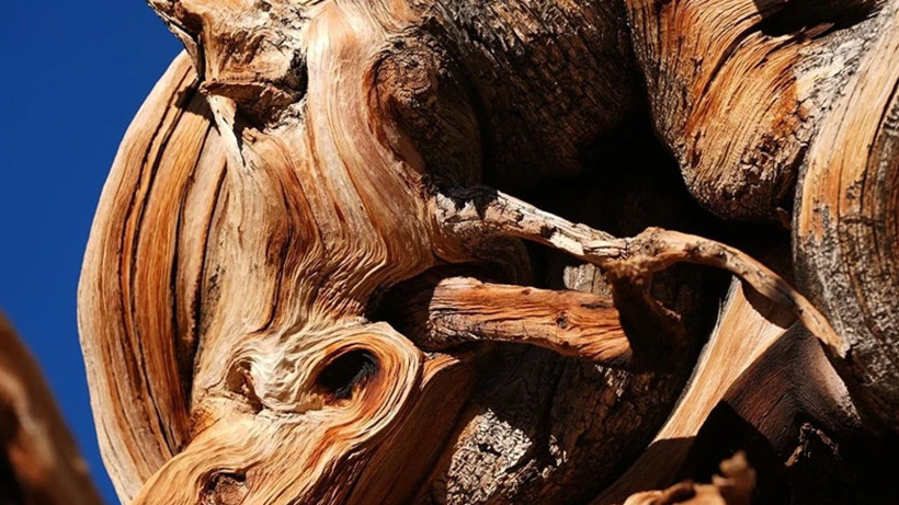5 bin yaşında ve canlı... Dünyanın en yaşlı ağacının sırrı çözüldü - Resim: 10