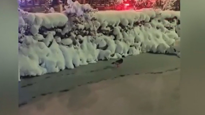 G&ouml;l buz tuttu: &Ouml;rdekler y&uuml;r&uuml;y&uuml;şe ge&ccedil;ti - Resim : 2