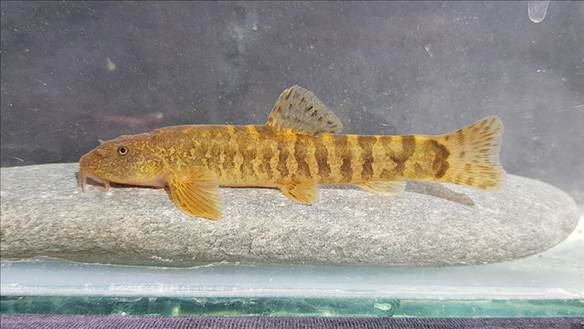 Türkiye’nin tatlı su balıklarının üçte biri tehlikede: Her 3 balıktan biri yok olabilir - Resim : 4