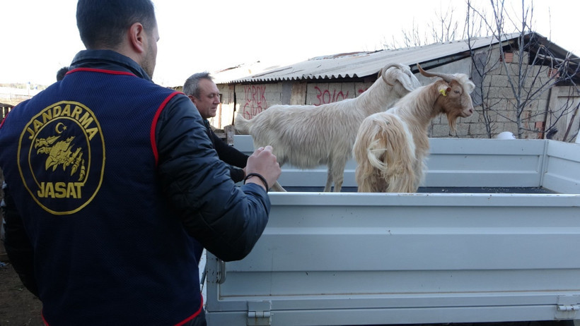 Oğlak &ouml;ld&uuml;, hırsızların planı bozuldu: Jandarma 4 kişiyi g&ouml;zaltına aldı - Resim : 1