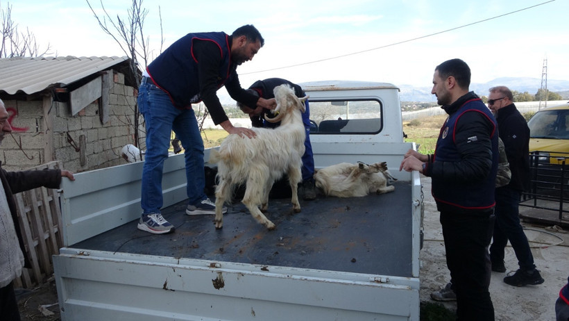 Oğlak &ouml;ld&uuml;, hırsızların planı bozuldu: Jandarma 4 kişiyi g&ouml;zaltına aldı - Resim : 4