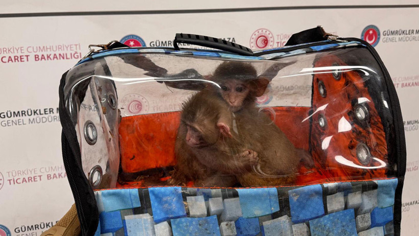 Ticaret Bakanlığı duyurdu: 85 binden fazla hayvan sınırda ele geçirildi - Resim : 3