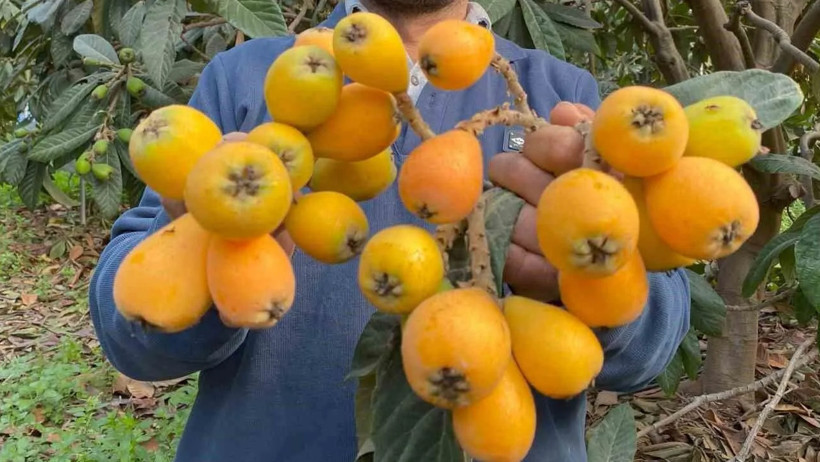 Baharın ilk müjdesi: Bağışıklıktan sindirime her şeye iyi geliyor - Resim : 1