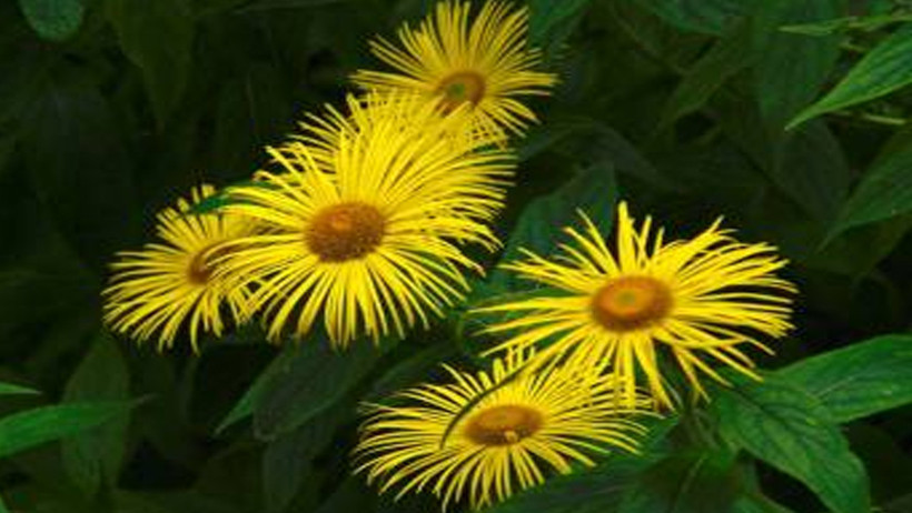 Yol kenarlarında büyüyen mucize bitki: Andız otunun faydaları şaşırtıyor - Resim : 1