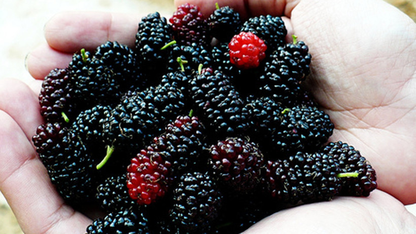 Baharın mor hediyesi: Kırmızı dutun şaşırtan faydaları - Resim : 1