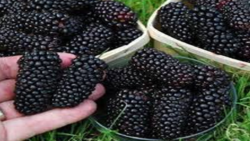 Baharın mor hediyesi: Kırmızı dutun şaşırtan faydaları - Resim : 2