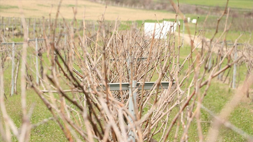 Yerli üzümde yeni hamle: Gün ışığı Türkiye’ye yayılacak - Resim : 3