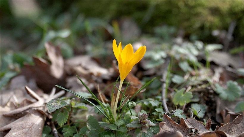 Kırklareli'nde bahar çiçekleri Istranca ormanlarını süsledi - Resim : 3